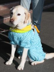 盲導犬との歩行を体験　十勝獣医師会が企画  写真4