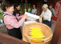スイートコーン収穫開始　中札内・ピータン農園  写真５