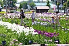 色鮮やかなハナショウブ２万５０００株　芽室でフェスタ開幕　  2