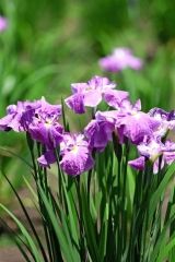 色鮮やかなハナショウブ２万５０００株　芽室でフェスタ開幕　  3