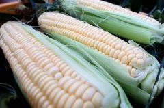 芽室でスイートコーン収穫始まる　生産量日本一  2