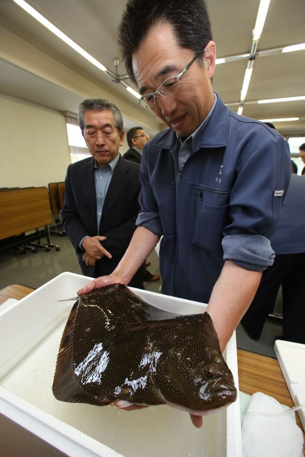 【写真】マツカワ 道外に照準 活魚輸送や加工検討 帯広地方卸売市場など