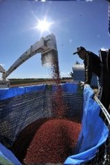 小豆の収穫始まる　専用コンバイン威力発揮  写真5