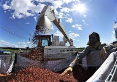 小豆の収穫始まる　専用コンバイン威力発揮  2