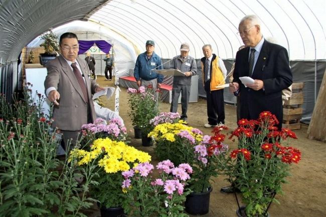 【写真】約650点の力作審査 おびひろ菊まつり