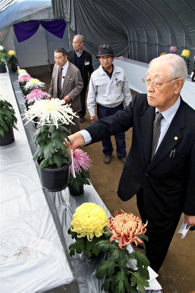 【写真】約650点の力作審査 おびひろ菊まつり