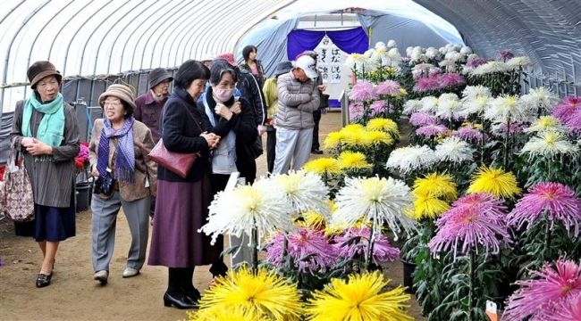 【写真】家族連れ、団体客も　おびひろ菊まつり 