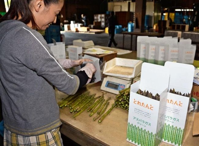 【写真】「とれたんと」第１弾アスパラ出荷　ＪＡ十勝清水町 