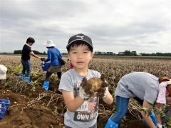 うれしそうにジャガイモ「マチルダ」を収穫する子供