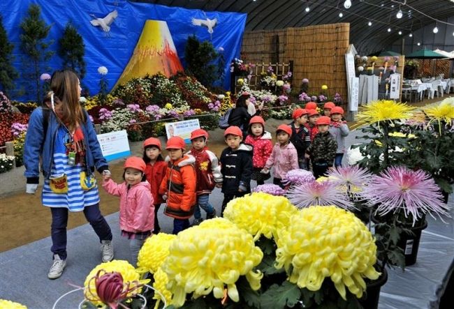 【写真】色鮮やか4000鉢 おびひろ菊まつり開幕