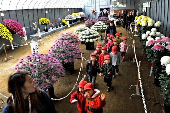 【写真】色鮮やか4000鉢 おびひろ菊まつり開幕