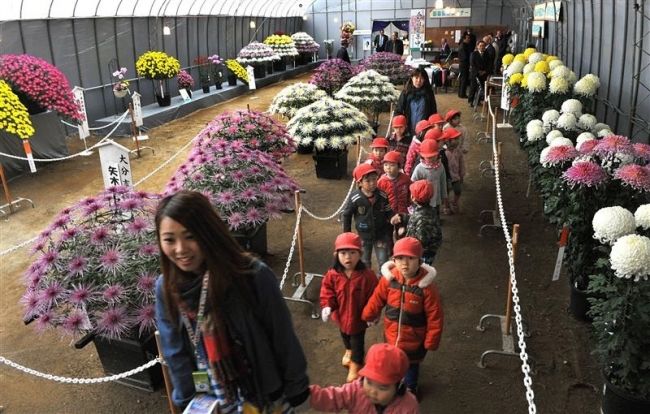 【写真】色鮮やか4000鉢 おびひろ菊まつり開幕
