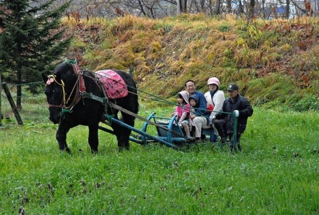 【写真】馬耕や馬そりで馬と触れ合い　満寿屋商店麦音店 