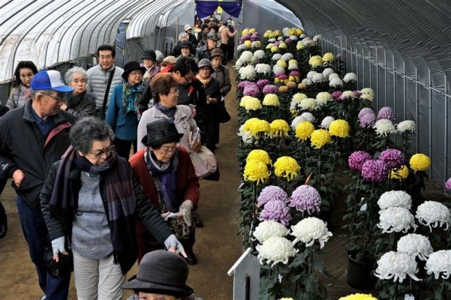 一日当たりの入場者増加　おびひろ菊まつり