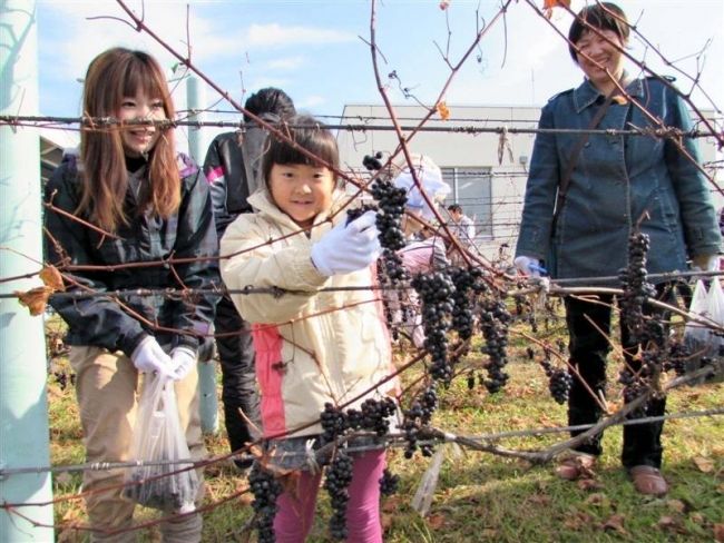 道東道ＩＣでブドウ狩り　池田 