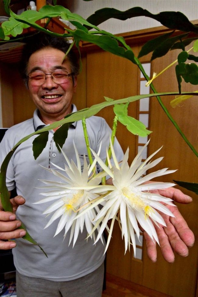 月下美人の仲間「マチヨイクジャク」の花開く　 豊頃