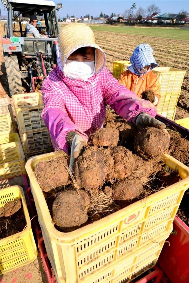 高島地区でツクネイモ収穫　池田 
