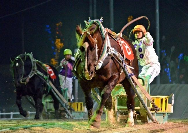 ナナノチカラ末脚発揮して圧勝　ばんえいクインカップ