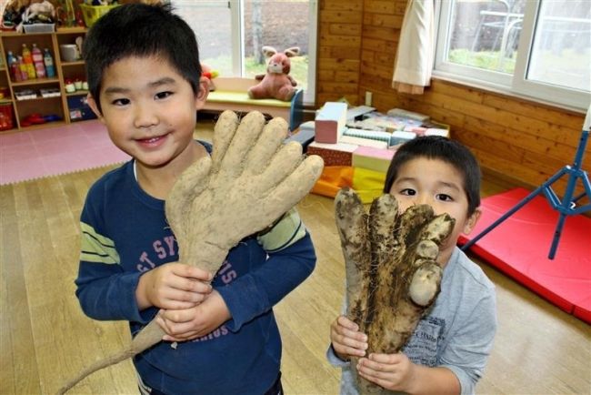 「お相撲さんの手？」　珍しいナガイモに園児笑顔