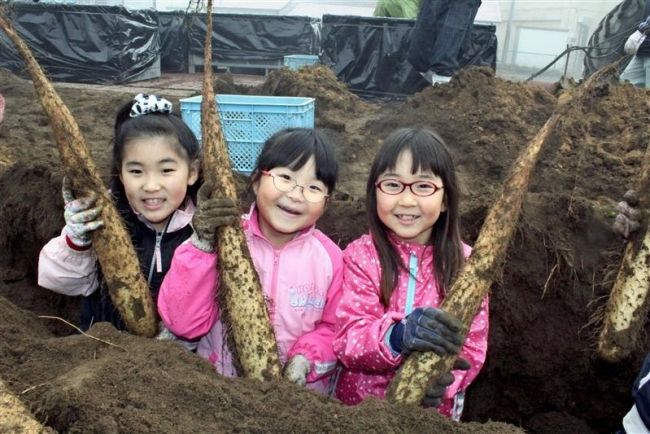 「みんなで掘って楽しい」　川西小でナガイモ収穫