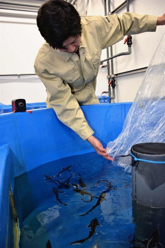 チョウザメ　研究会で稚魚購入　共同養殖へ　鹿追 