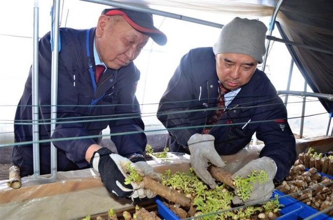 ハウス内に一足早い春　タラの芽初収穫　更別 