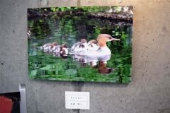 シルバー展の参加作品並ぶ　音更大通郵便局  2