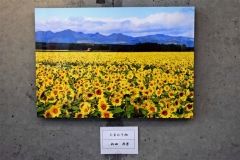 シルバー展の参加作品並ぶ　音更大通郵便局  3