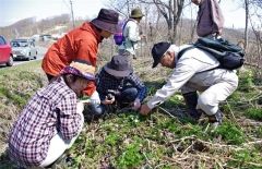 ウラホロイチゲを観察する参加者ら