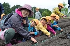 ふれあい農園でトウモロコシの種を畑にまく木野南保育園の園児