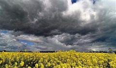 町内の畑では葉の花が満開に咲き誇り、見頃を迎えている（町駒場地区、塩原真撮影）