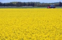 町内の畑では葉の花が満開に咲き誇り、見頃を迎えている（町駒場地区、塩原真撮影）