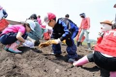 子供たちが種イモの植え付けに汗　鹿追  3