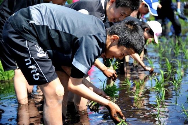 【写真】地酒「十勝晴れ」、５シーズン目の田植え 