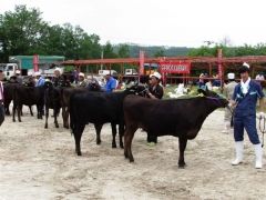 牛馬計４６頭が体格や肉付きなどを競った池田町家畜品評会