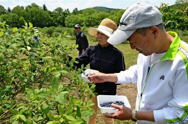 ハスカップ狩りスタート　下居辺果樹園、士幌 