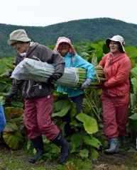 ラワンブキ狩りに５００人　足寄  2