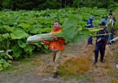 ラワンブキ狩りに５００人　足寄  3