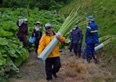 ラワンブキ狩りに５００人　足寄  4