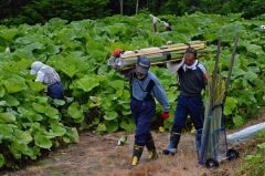 ラワンブキ狩りに５００人　足寄  5