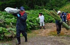 ラワンブキ狩りに５００人　足寄  6