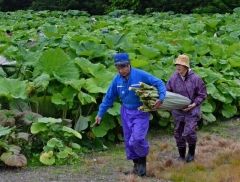 ラワンブキ狩りに５００人　足寄  7