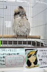 縫いぐるみのような愛くるしい姿を振りまいている「ワライカワセミ」