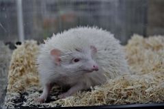 小動物で人気急上昇中の「ハリネズミ」。興奮させずハリに気を付ければスキンシップも可能だ