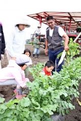大正だいこん収穫の観察会
  3