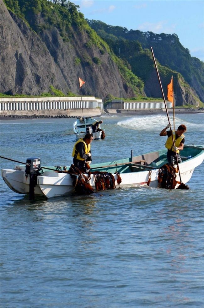 【写真】沿岸に夏告げるコンブ漁解禁　広尾