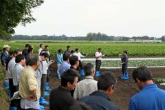 ミニ大根の畑を視察する農業や行政の関係者