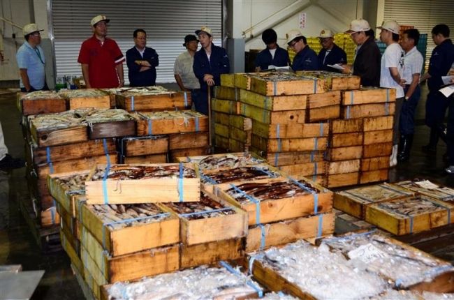 【写真】スルメイカ２０００箱水揚げ　広尾
