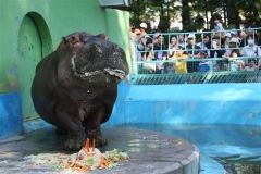 敬老の日で長寿の動物にプレゼント おびひろ動物園