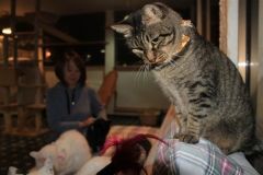 さまざまな境遇の猫たちが暮らす「Ｃａｔ　Ｃａｆｅ　Ｗｉｓｈ」